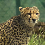 Cheetah makes a comeback in India