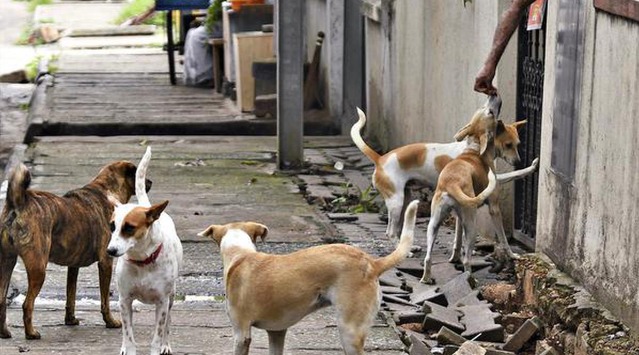 Stray dogs as victims of human research