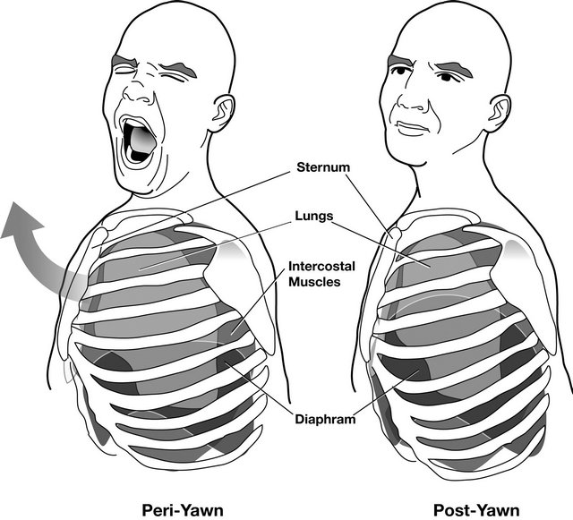 Yawning