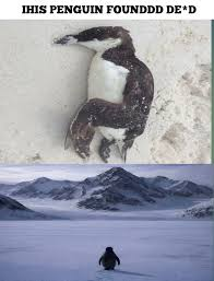 Depressed nihilist penguin